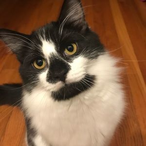Meet your Posher, George